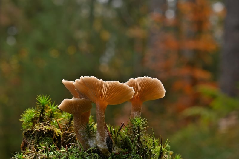Mushroom Garnish